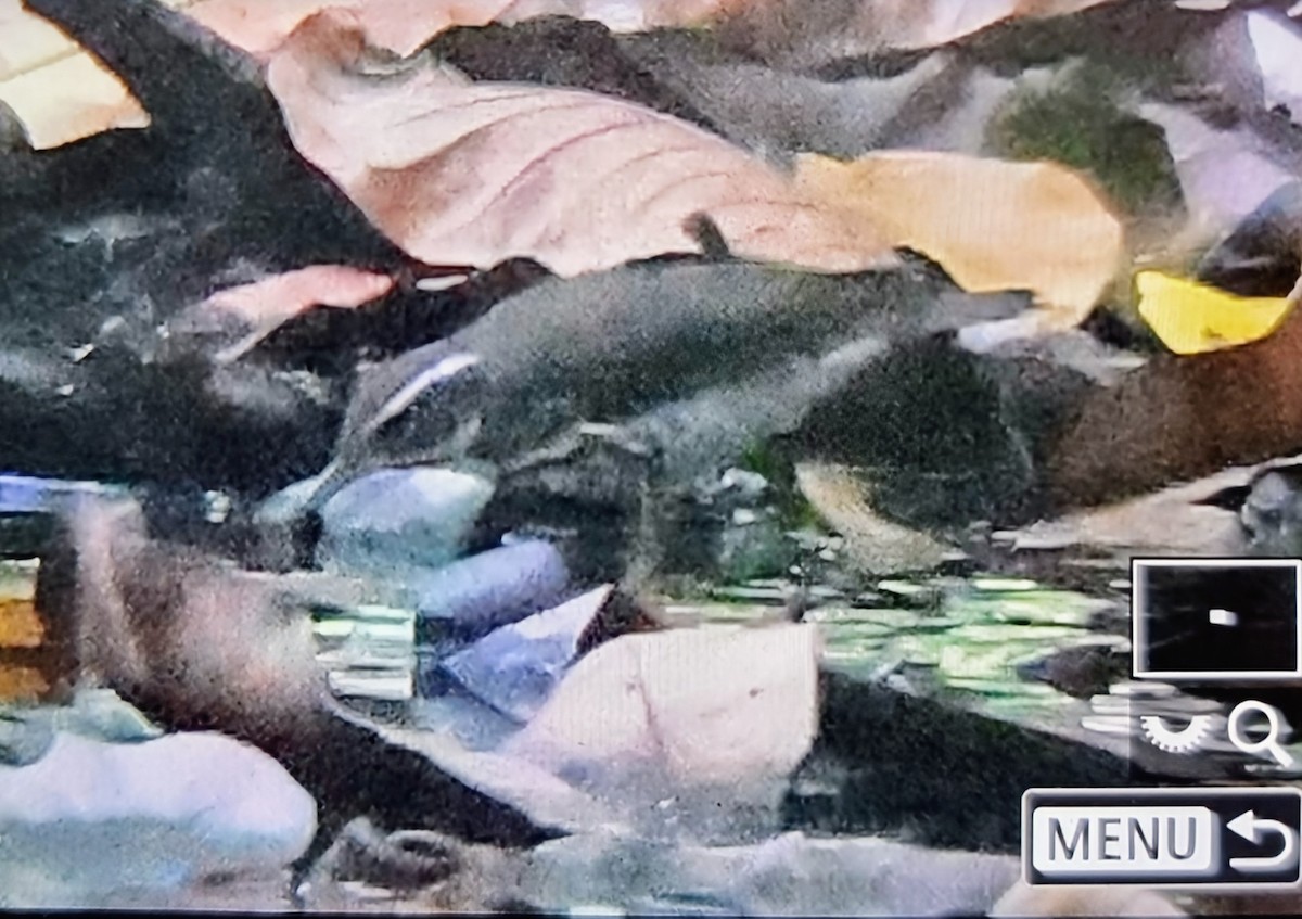 Louisiana Waterthrush - ML649848574