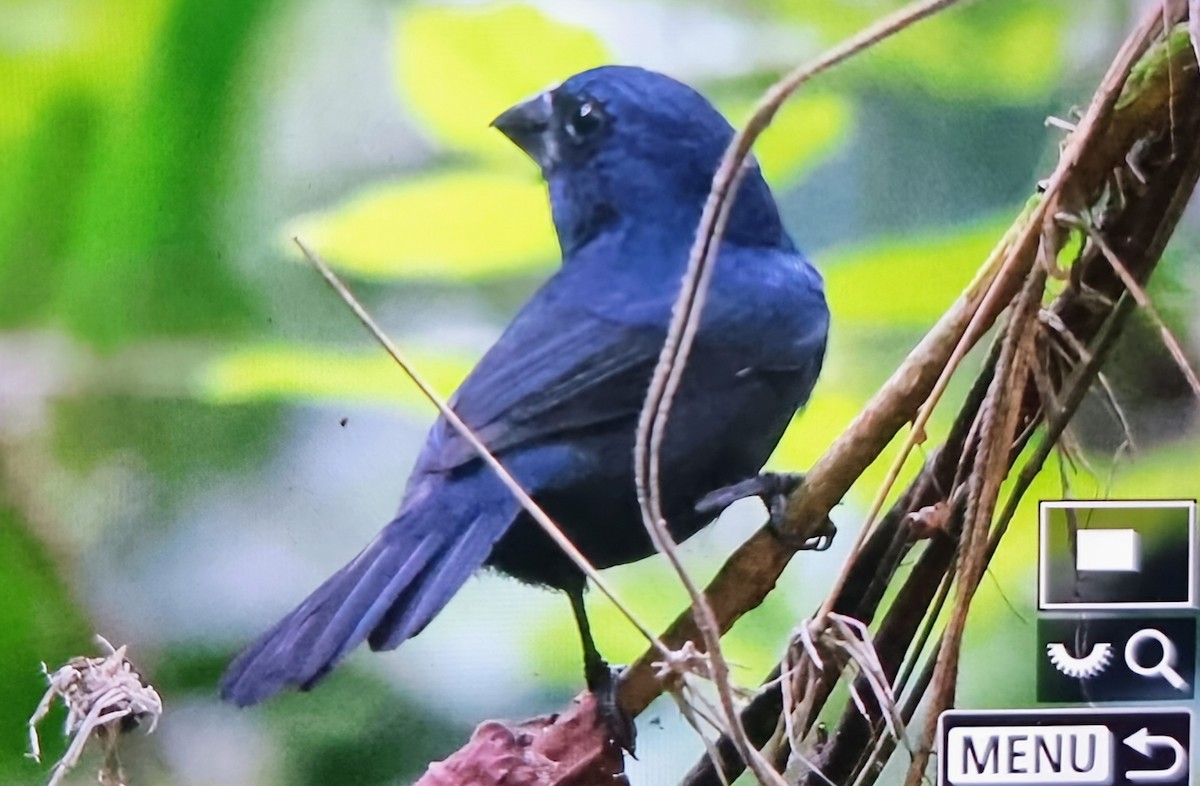 Blue-black Grosbeak - ML649848585
