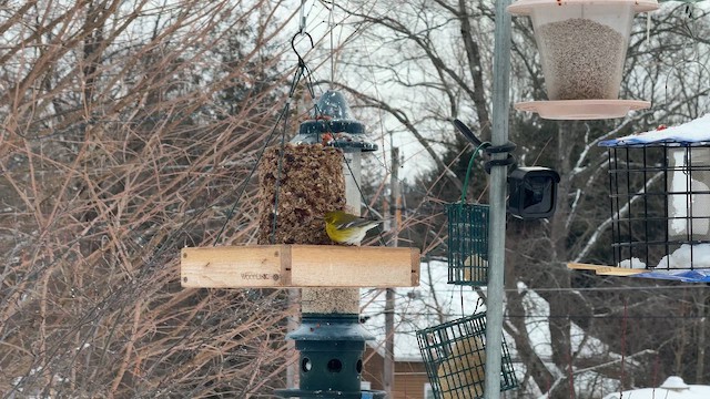 Kiefernwaldsänger - ML649848599