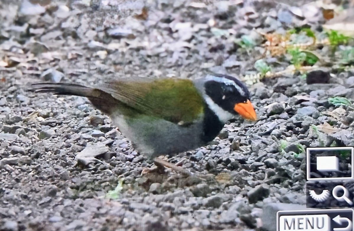 Orange-billed Sparrow - ML649848622