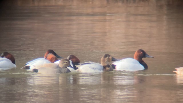 Murgilari bizkarzuria - ML649848938