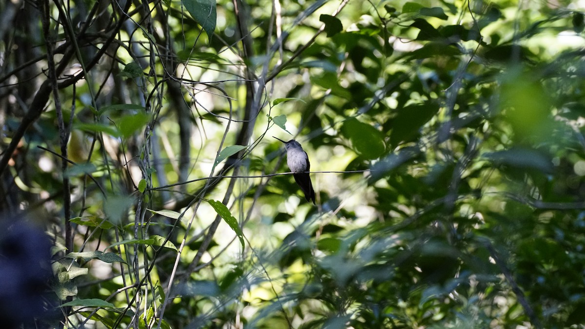 Wedge-tailed Sabrewing - ML649849029