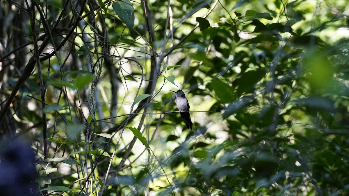 Wedge-tailed Sabrewing - ML649849030