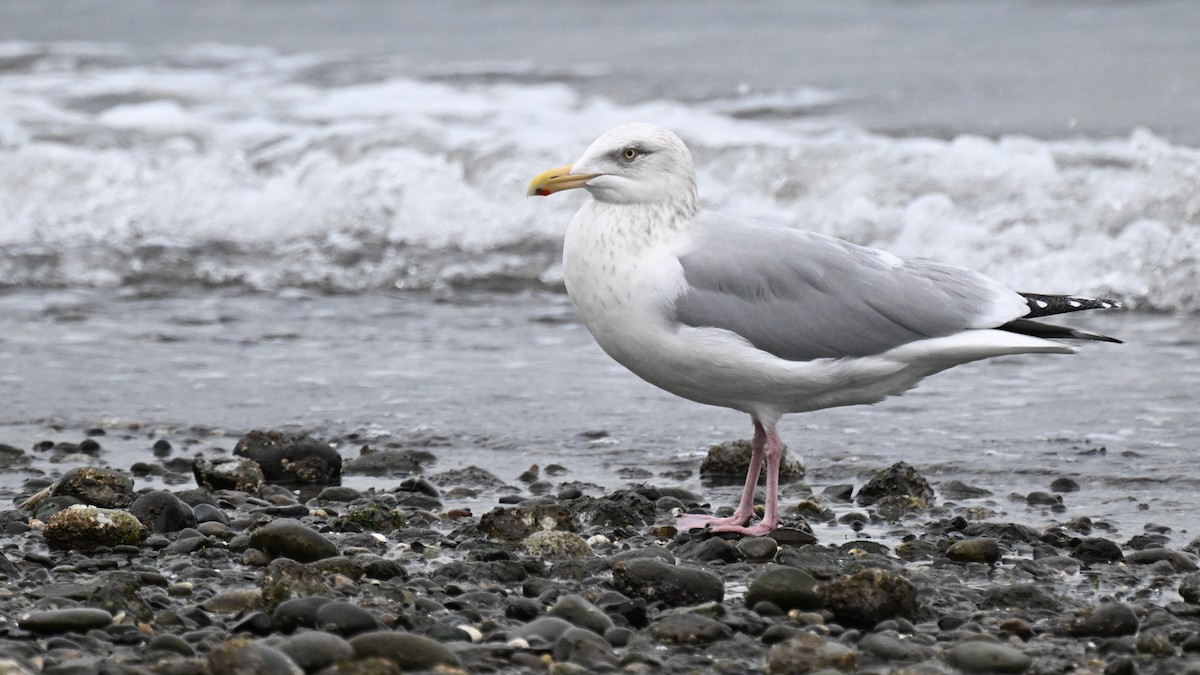 アメリカセグロカモメ - ML649850187