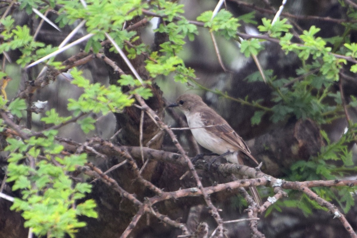 Marico Flycatcher - ML649851205