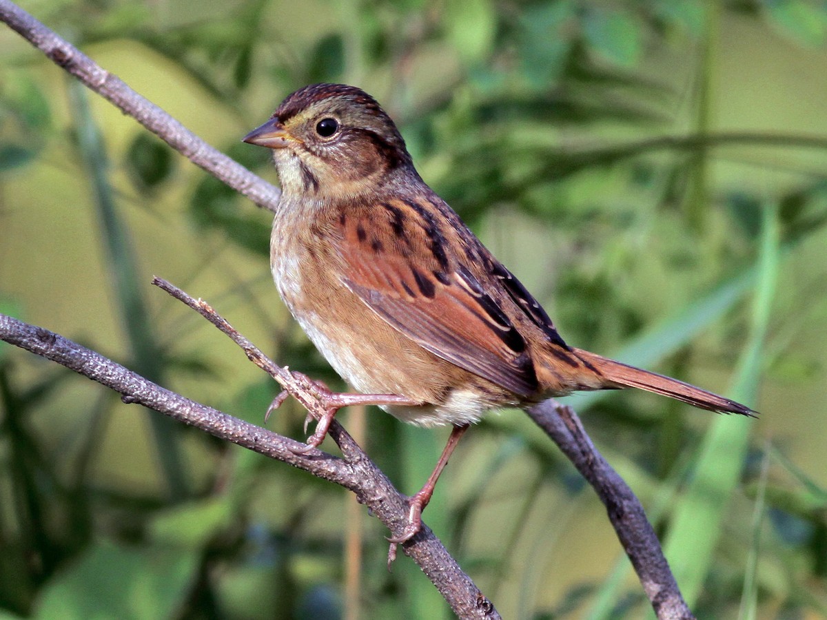 Nonbreeding adult/immature