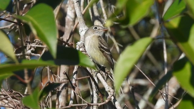 Least Flycatcher - ML649851678