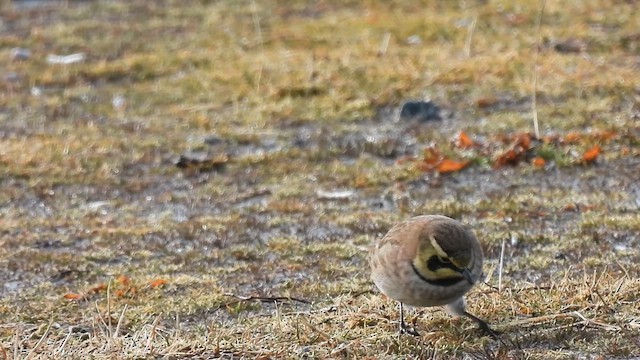 skřivan ouškatý - ML649851733