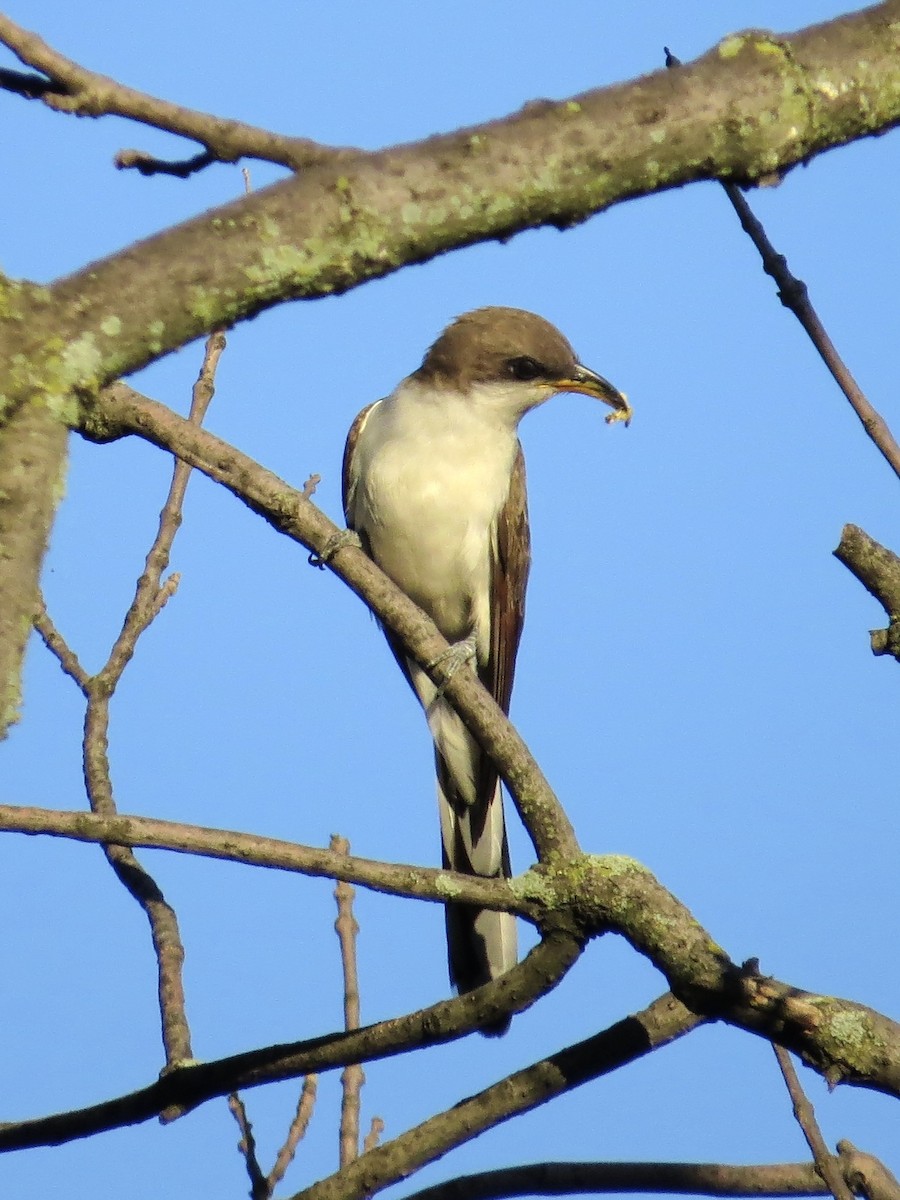 gulnebbgjøk - ML649853551