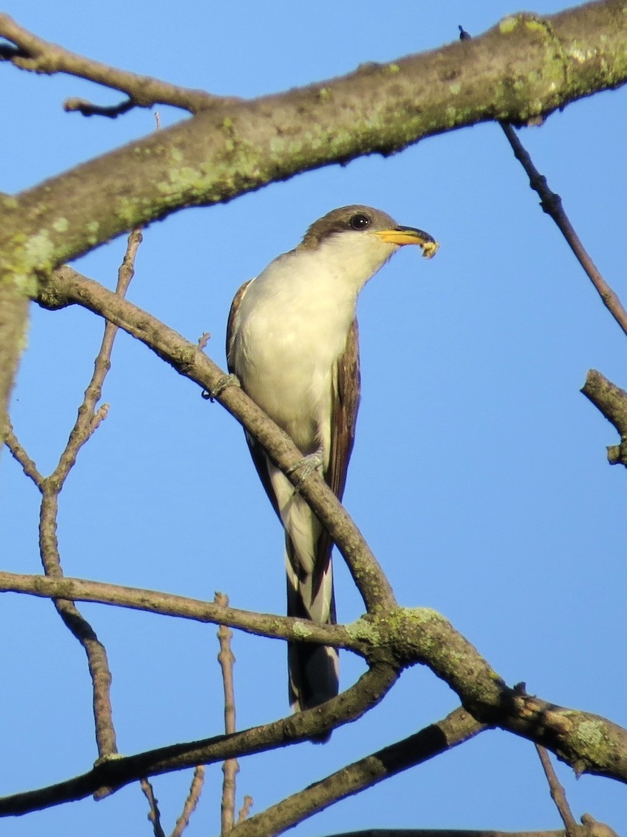 gulnebbgjøk - ML649853552