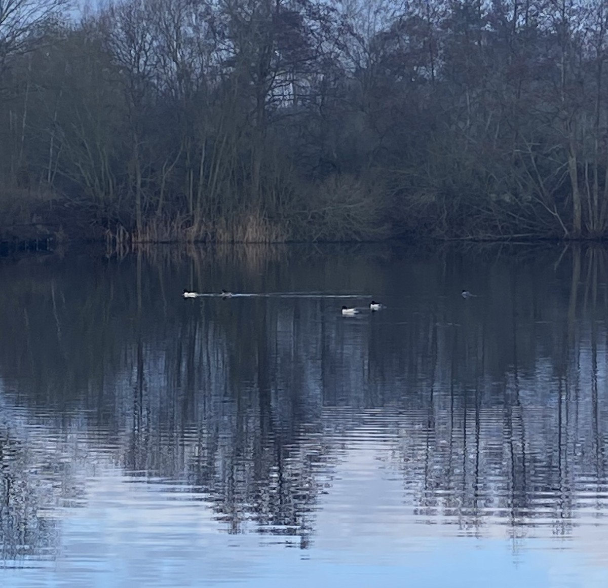 Большой крохаль (merganser/orientalis) - ML649853782