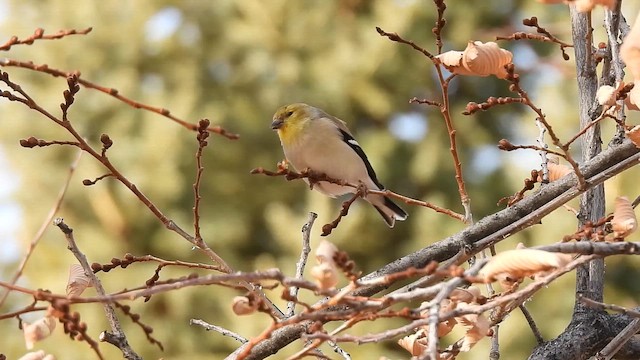 Goldzeisig - ML649854529