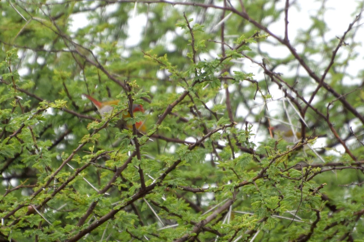 Green-winged Pytilia - ML649855382