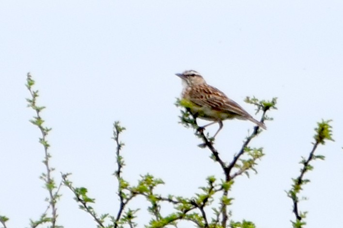 Sabota Lark - ML649855584