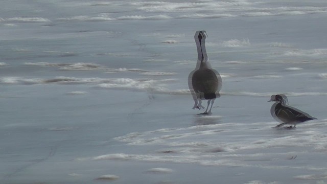 アメリカオシ - ML649855708