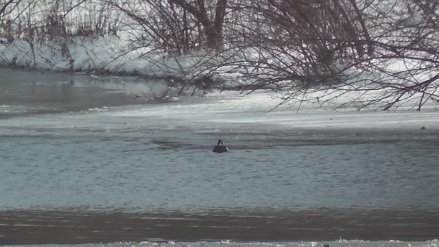 アメリカオシ - ML649855726