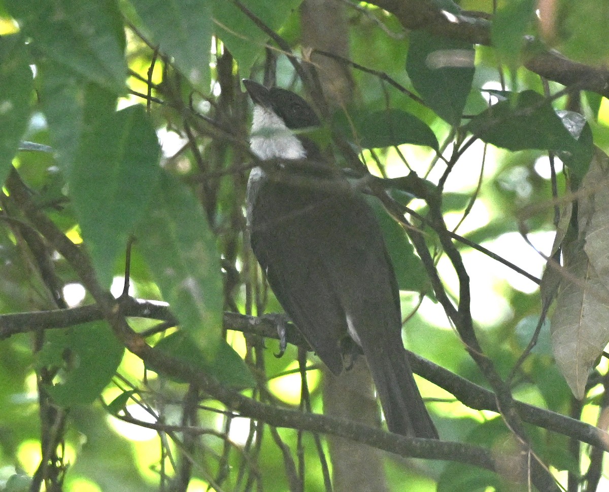 Tangara Puertorriqueña - ML649856131