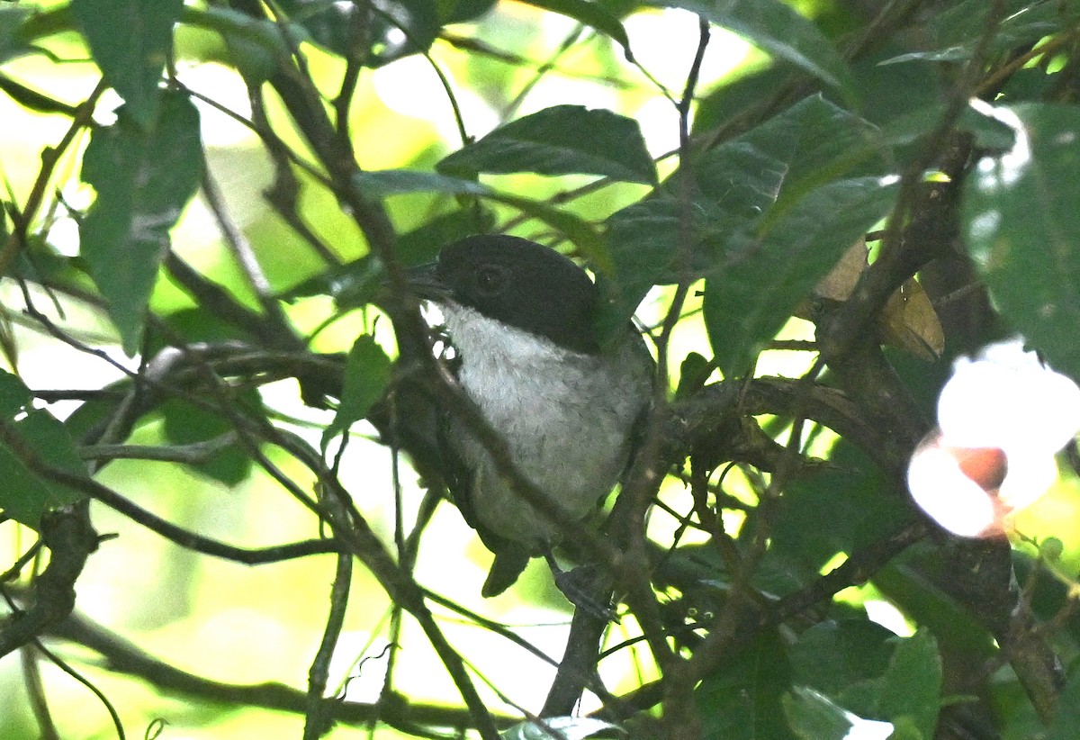 Tangara Puertorriqueña - ML649856143