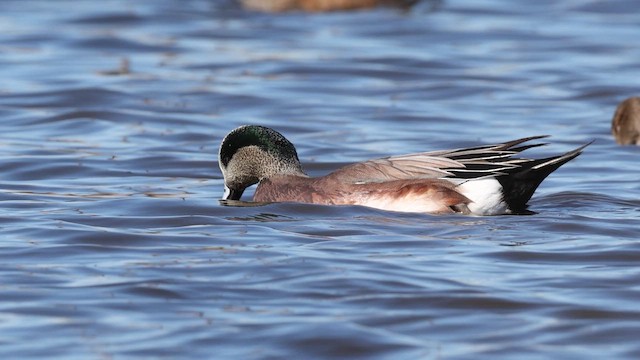 Свищ американський - ML649856496