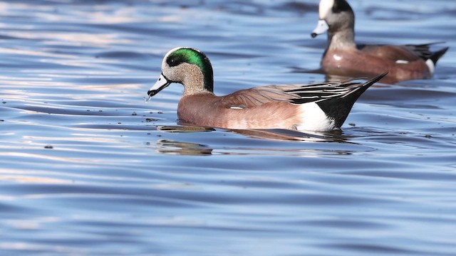 Свищ американський - ML649856501