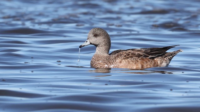 Свищ американський - ML649856502