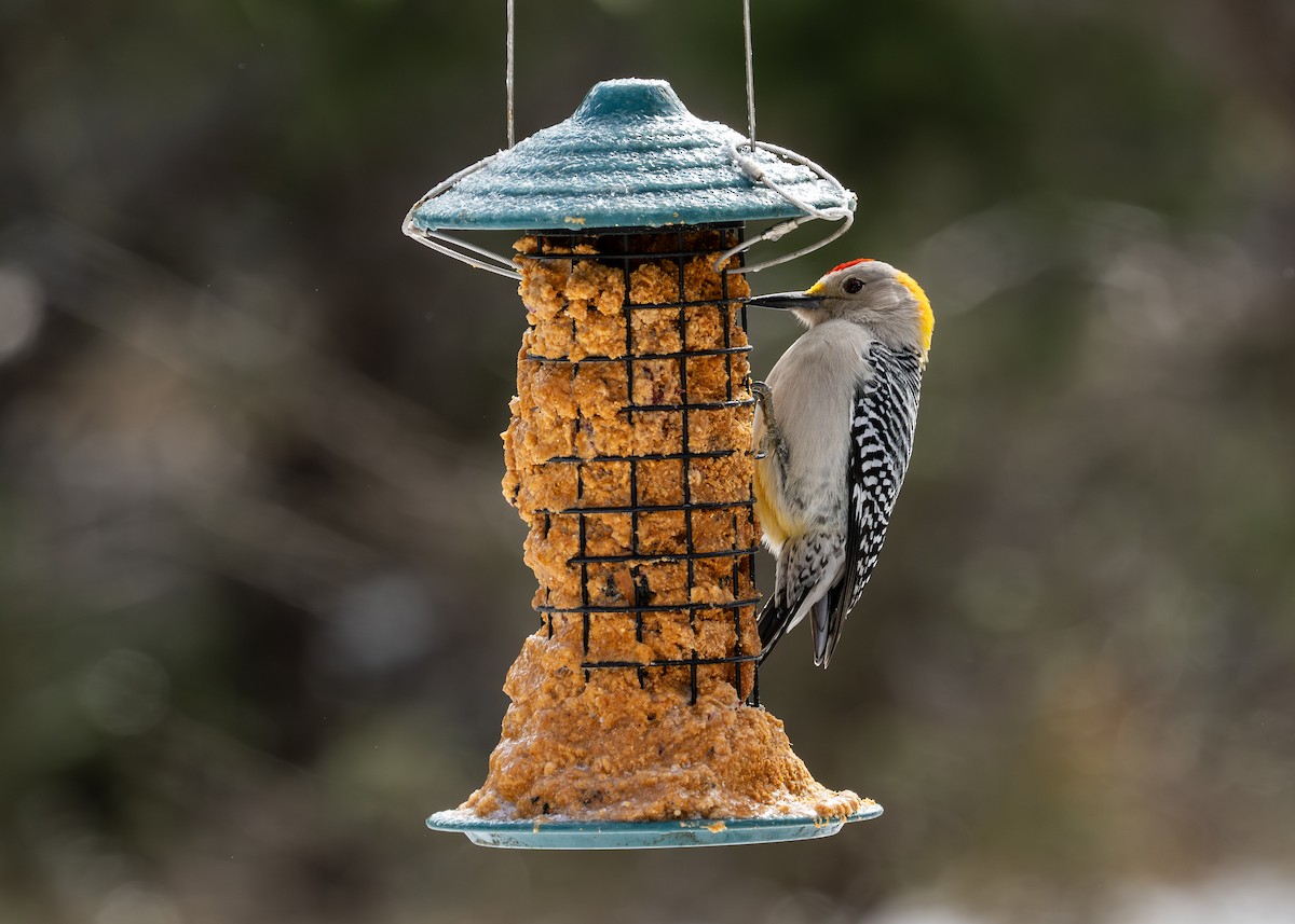 Golden-fronted Woodpecker - ML649856790