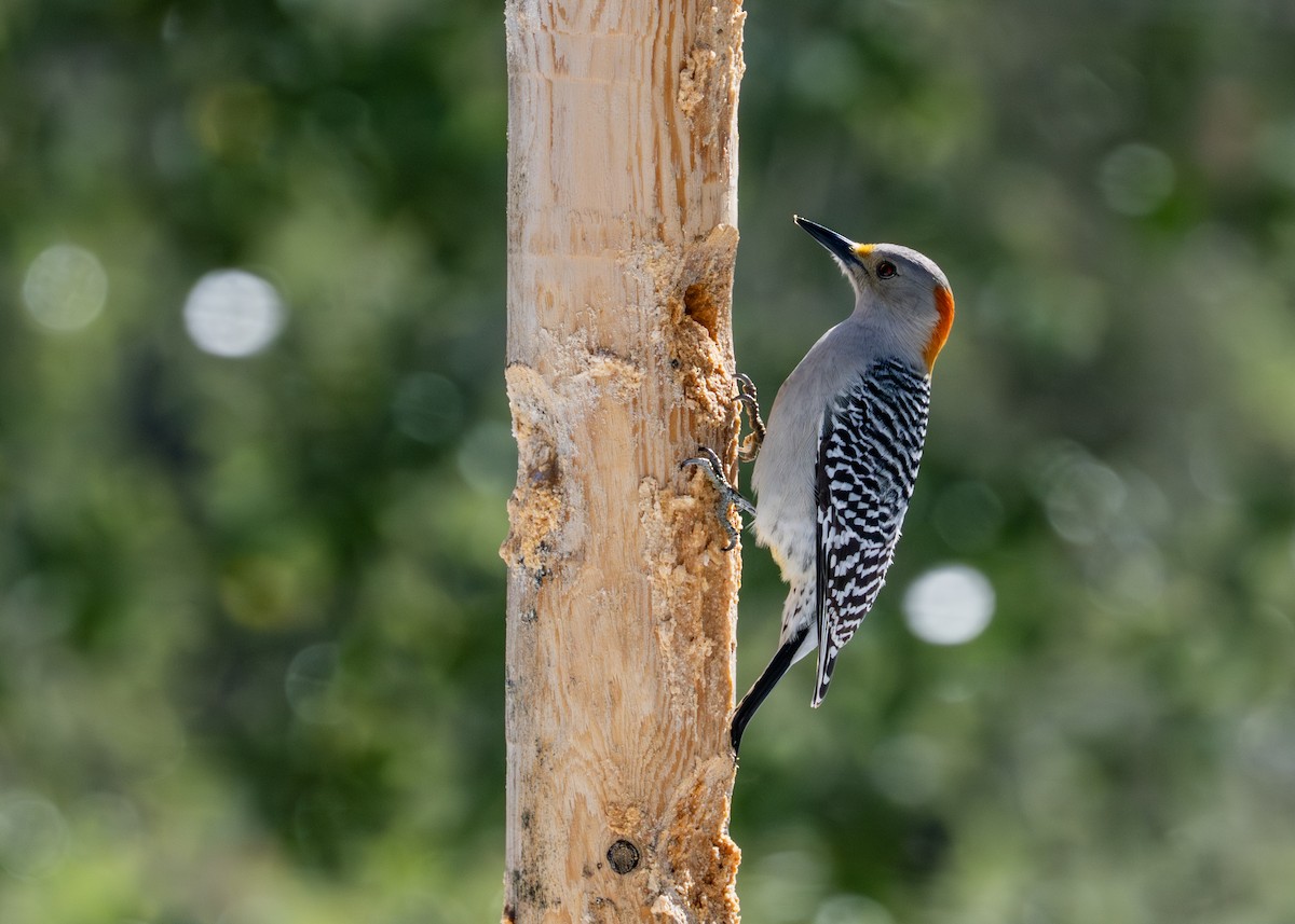Golden-fronted Woodpecker - ML649856793