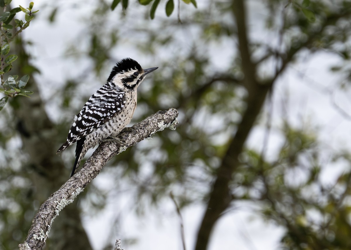 Ladder-backed Woodpecker - ML649856801