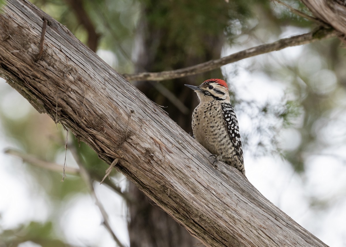 Ladder-backed Woodpecker - ML649856809