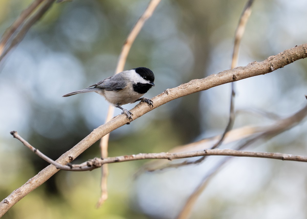 Carolina Chickadee - ML649856820