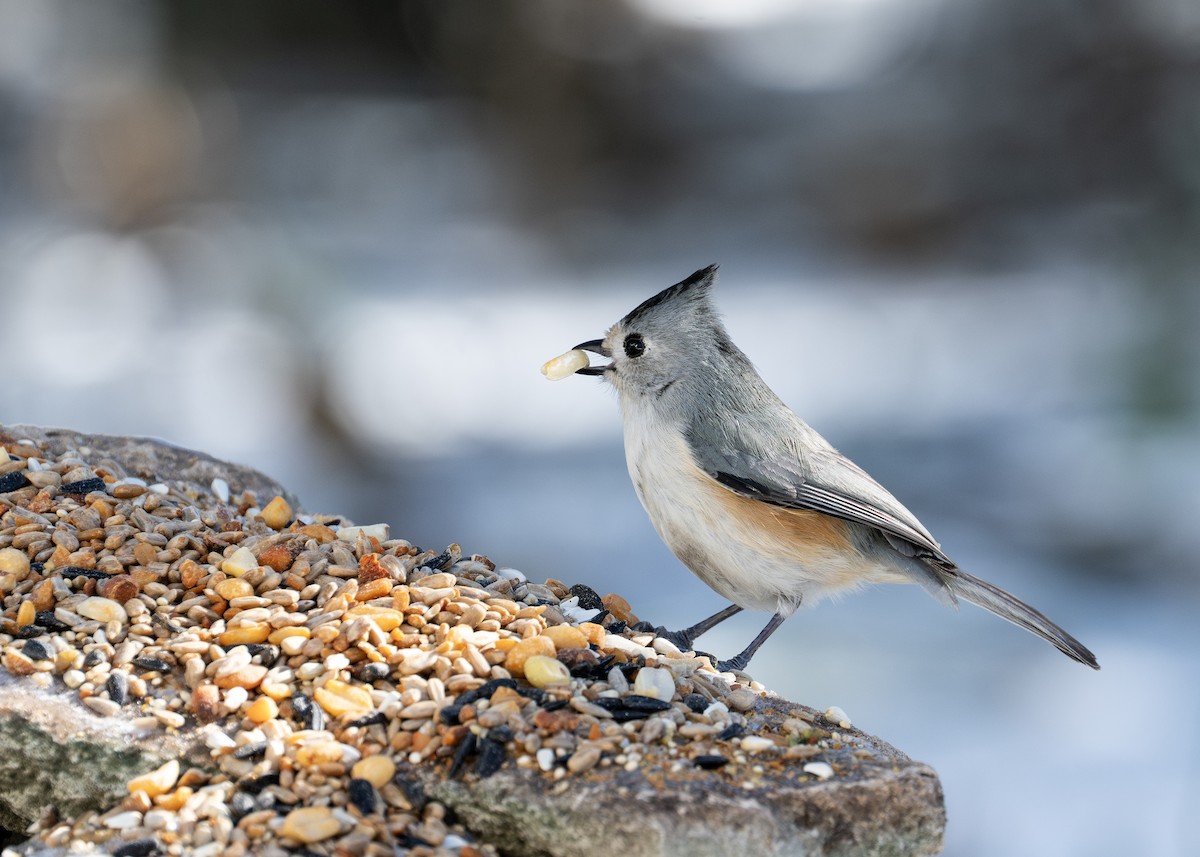 Black-crested Titmouse - ML649856825
