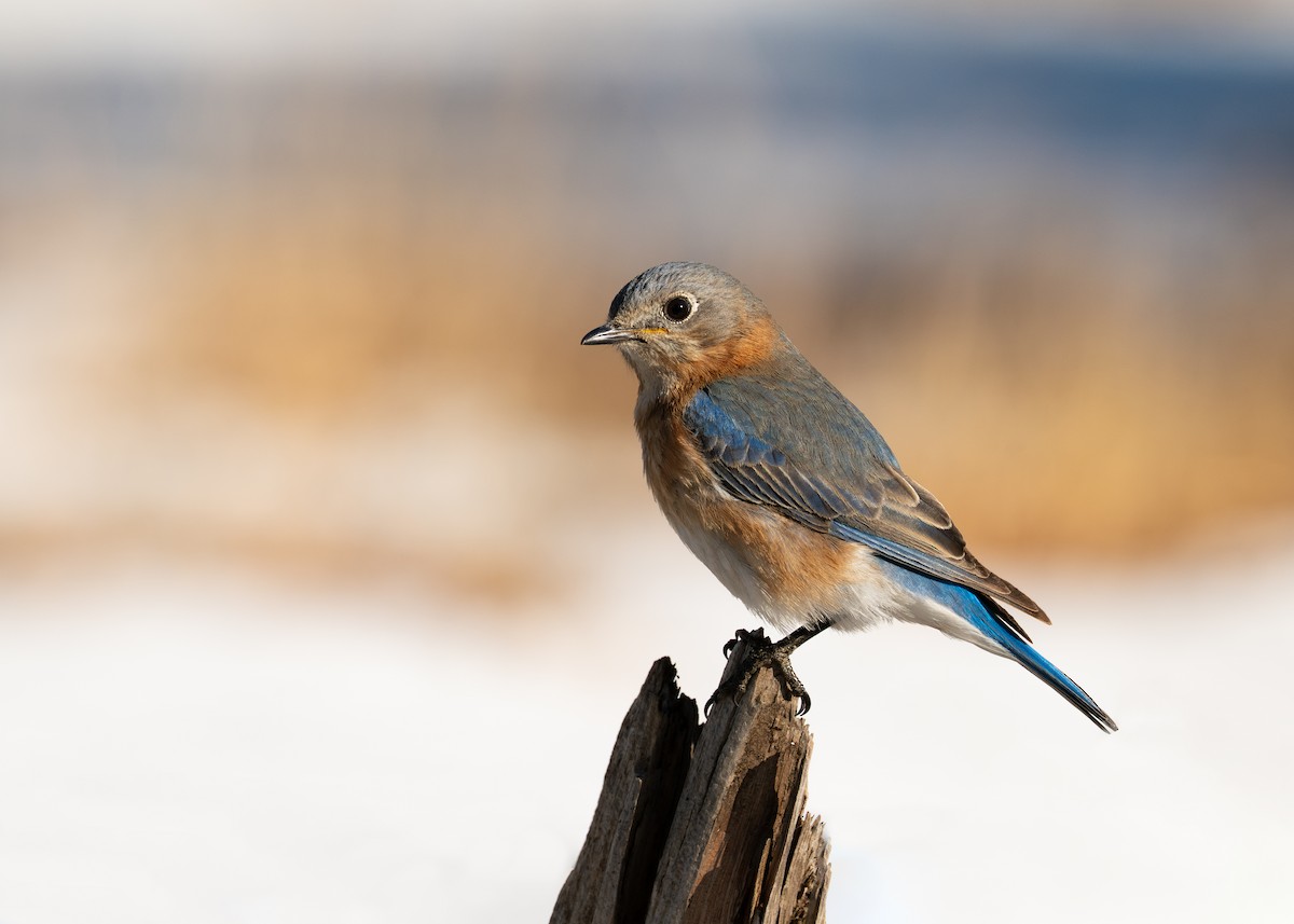 Eastern Bluebird - ML649856831