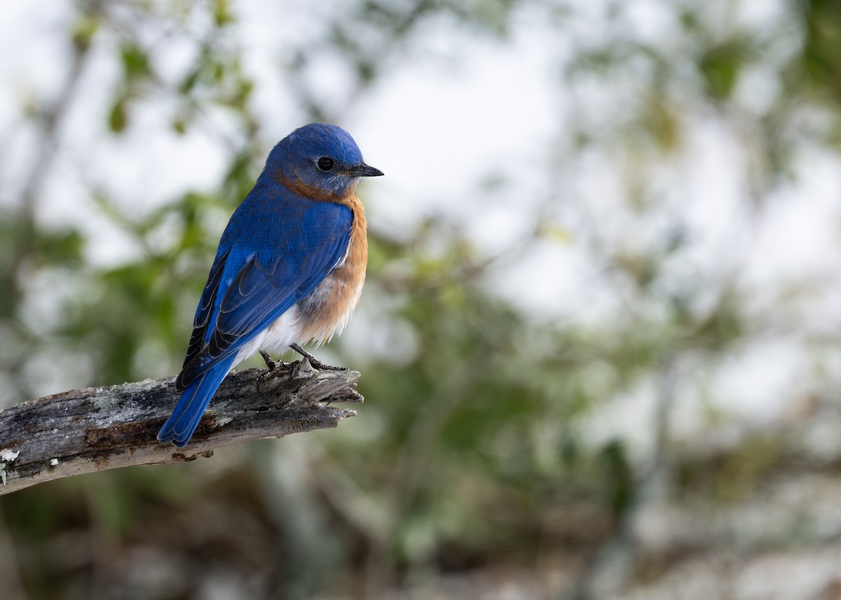 Eastern Bluebird - ML649856833
