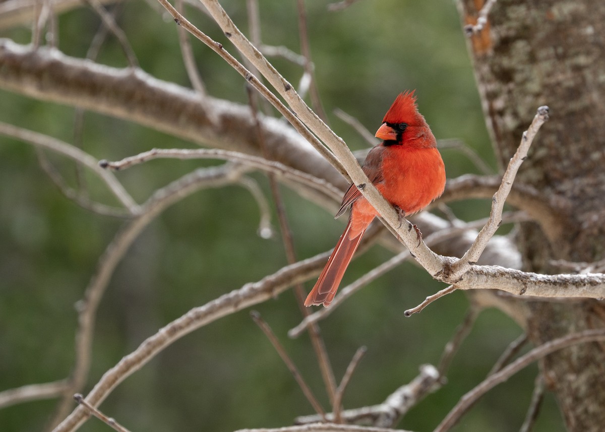 Northern Cardinal - ML649856857
