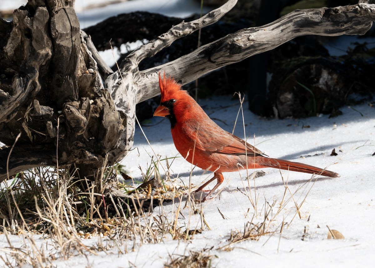 Northern Cardinal - ML649856861