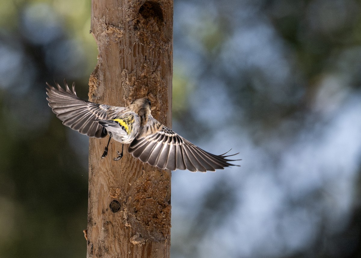 Yellow-rumped Warbler - ML649856881