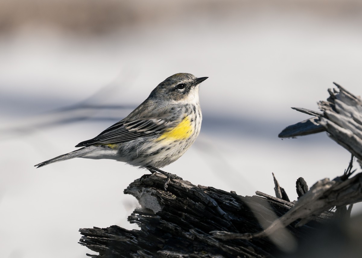 Yellow-rumped Warbler - ML649856882