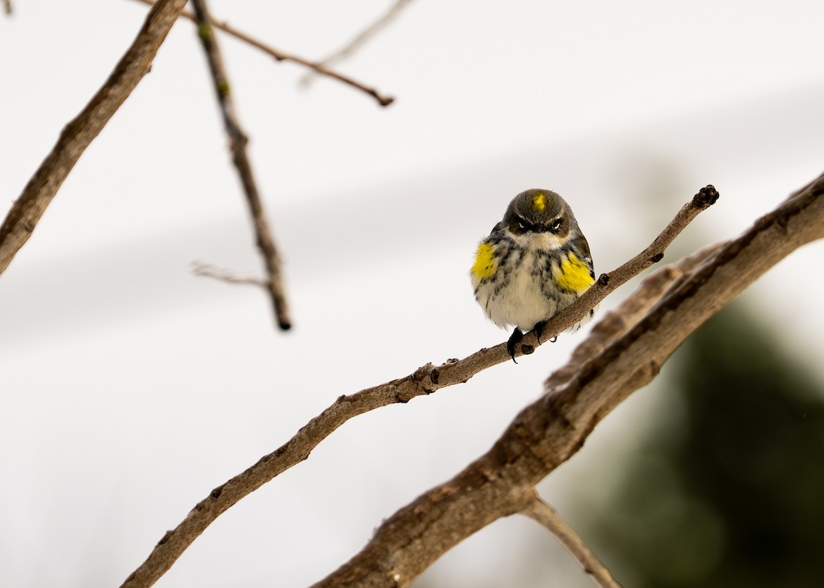 Yellow-rumped Warbler - ML649856884