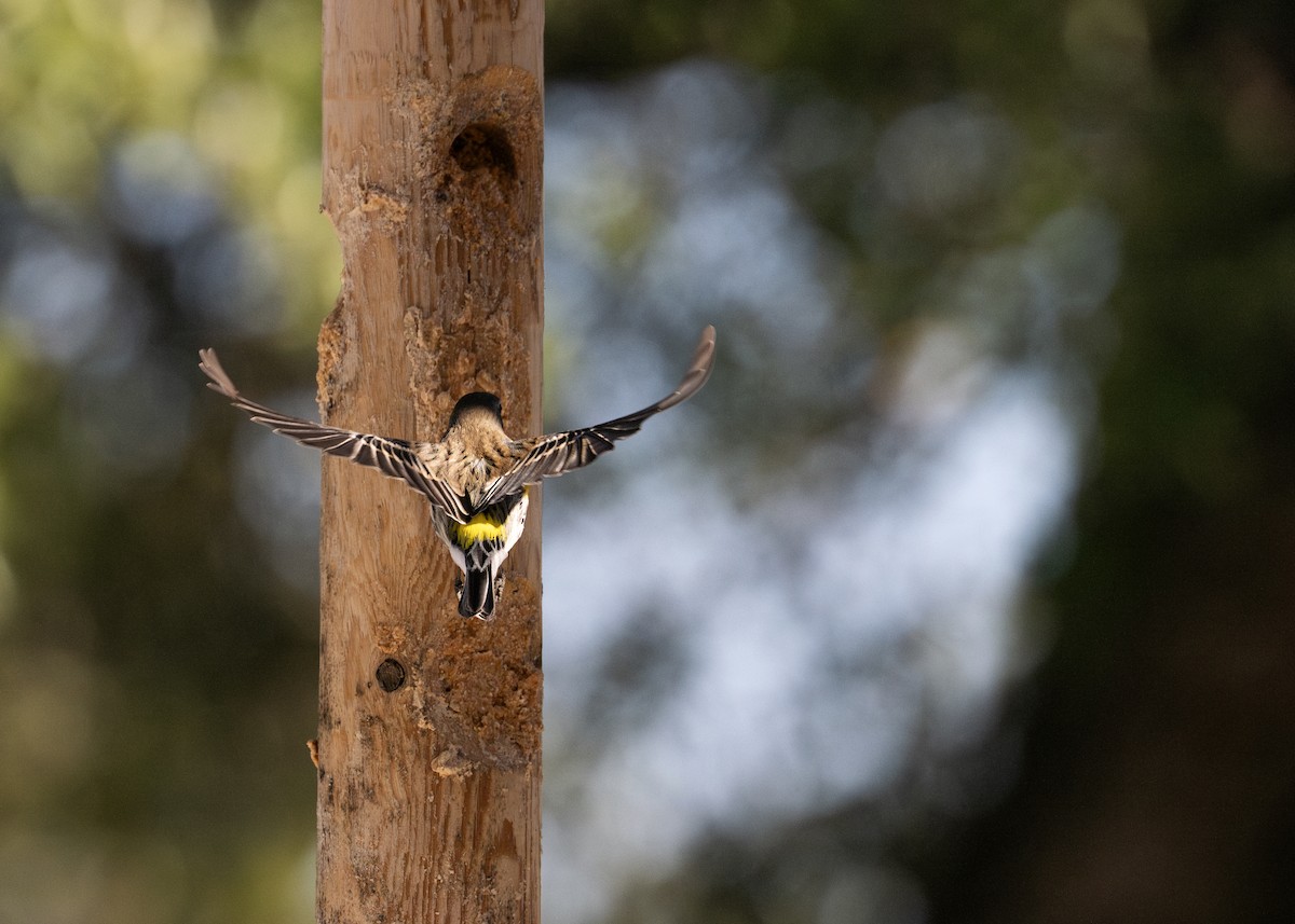 Yellow-rumped Warbler - ML649856886