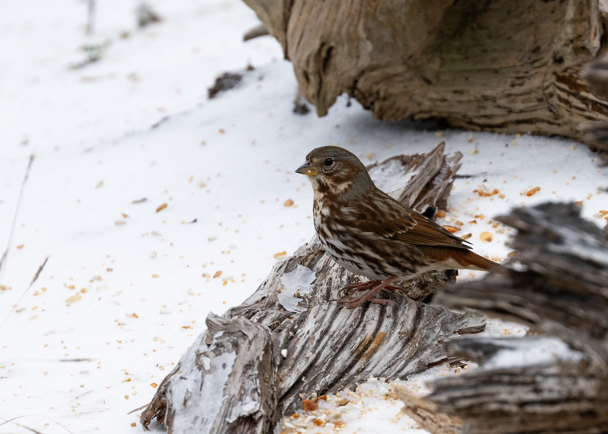 Fox Sparrow - ML649856921