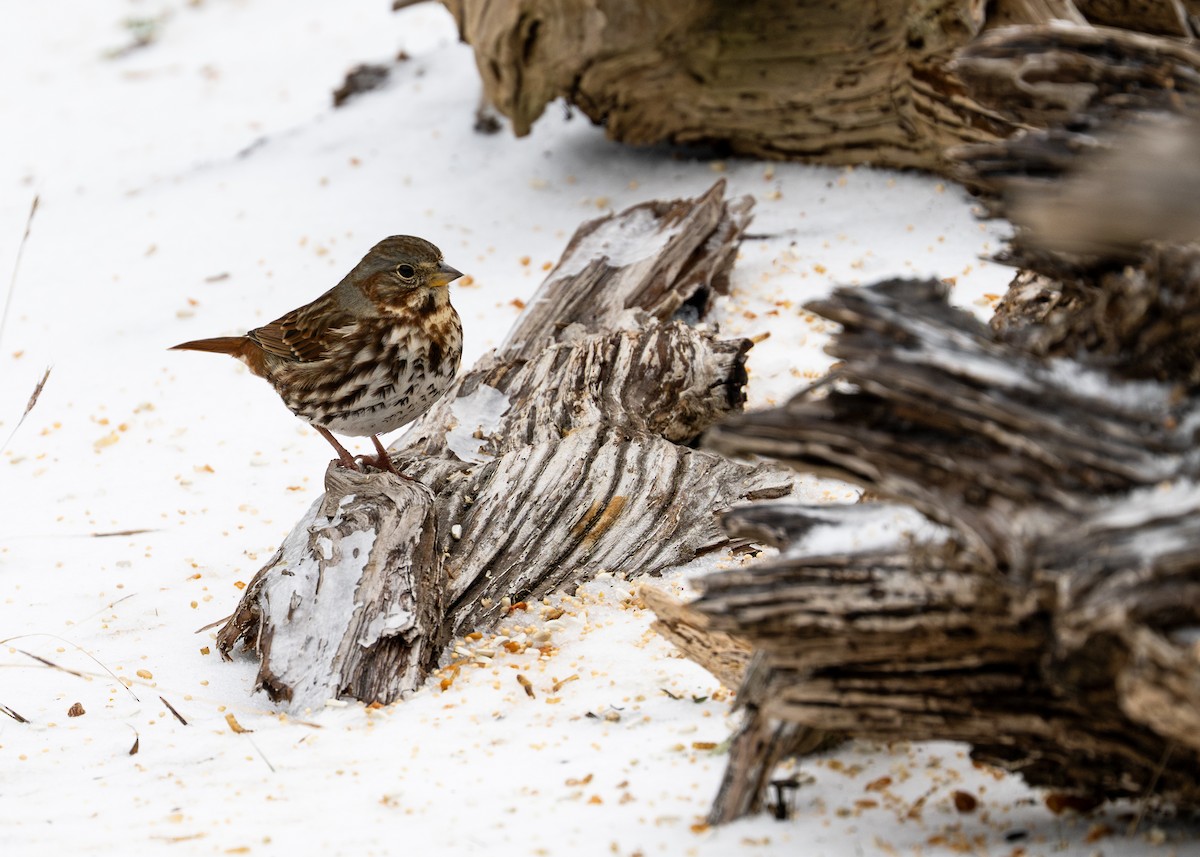 Fox Sparrow - ML649856922