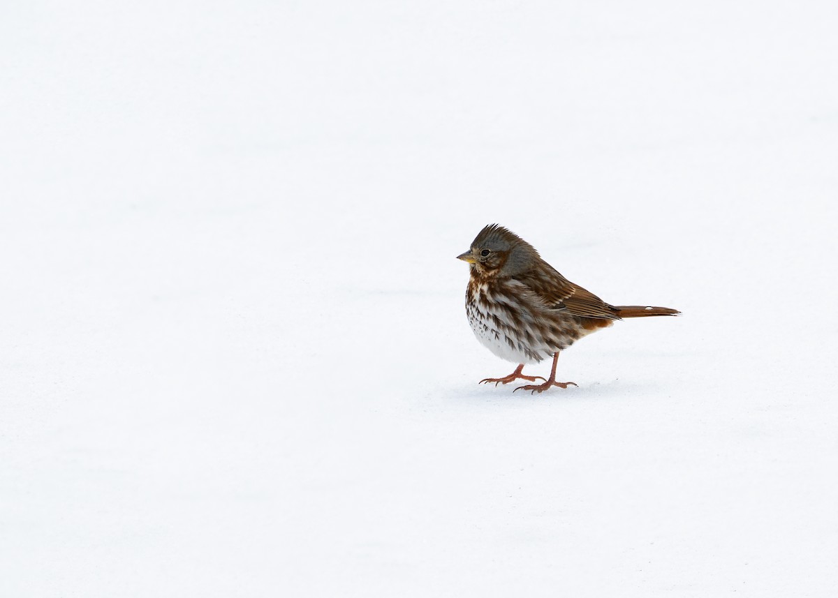 Fox Sparrow - ML649856925