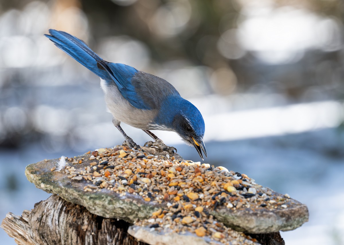 Woodhouse's Scrub-Jay - ML649856958