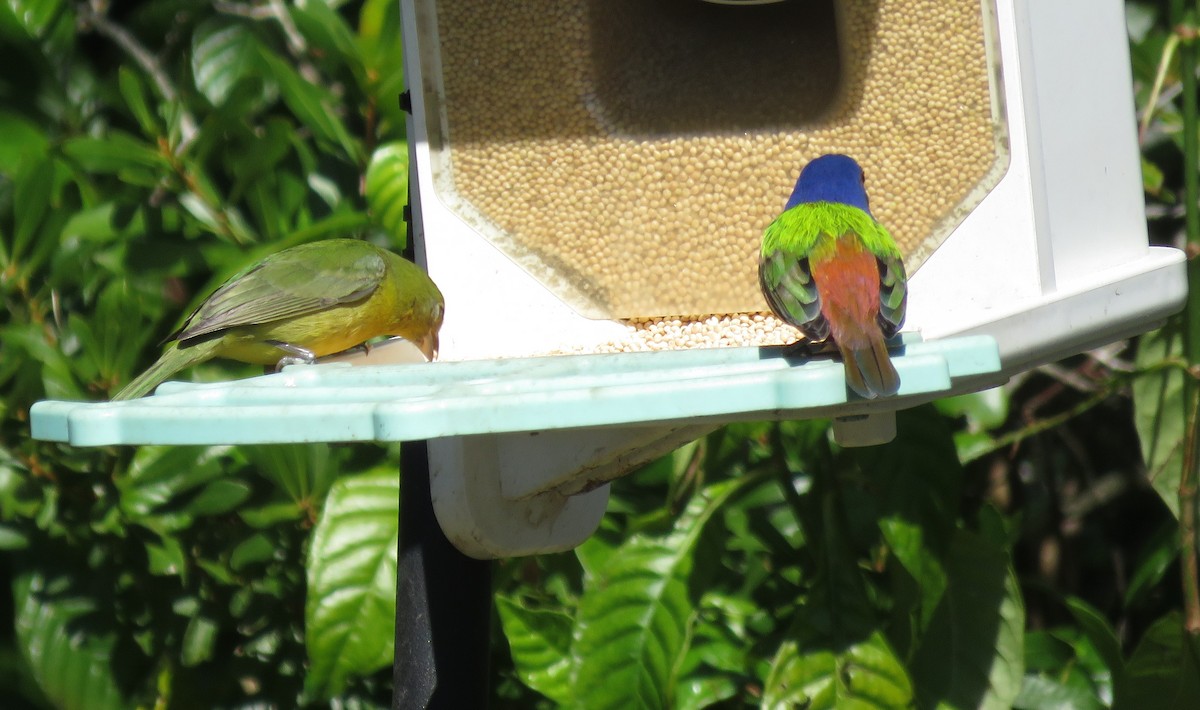 Painted Bunting - ML649857938