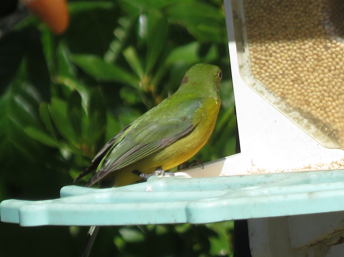 Painted Bunting - ML649857960