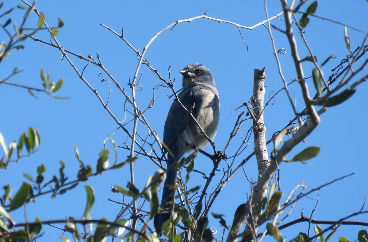 Florida Scrub-Jay - ML649858041