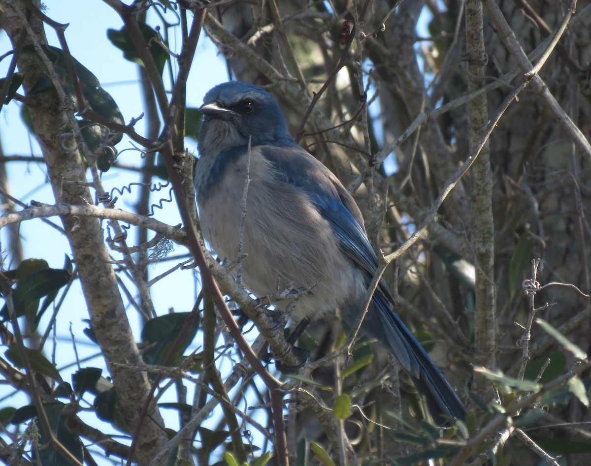 Florida Scrub-Jay - ML649858074