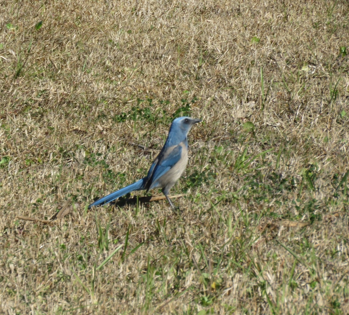Florida Scrub-Jay - ML649858095