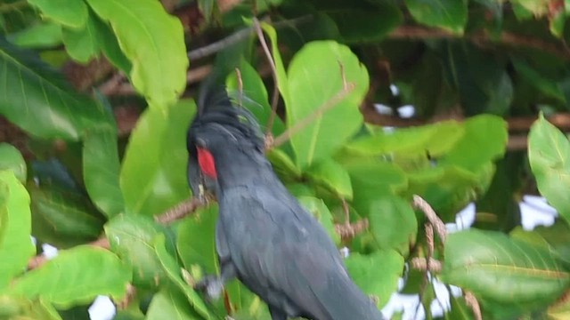 ヤシオウム - ML649858102