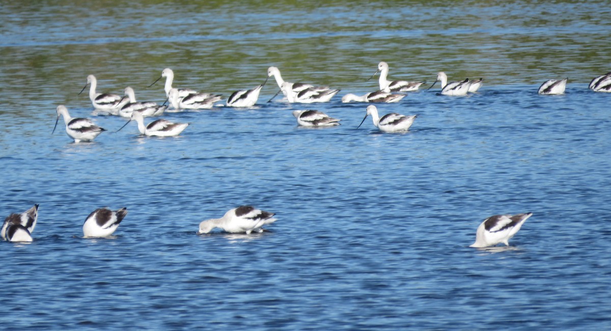 American Avocet - ML649858344